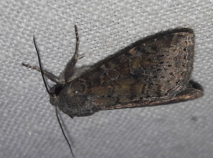 Parastichtis suspecta - sötét erdeibagoly