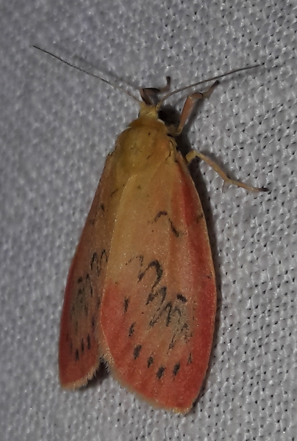 Miltochrista miniata - piros medvelepke