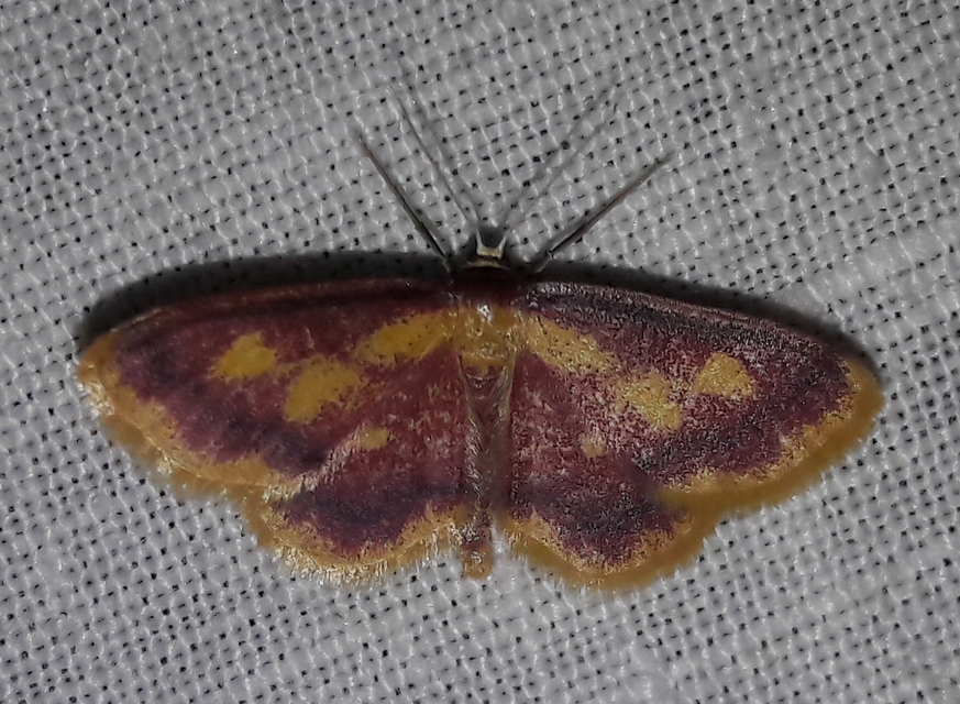 Idaea muricata - mocsári pirosaraszoló