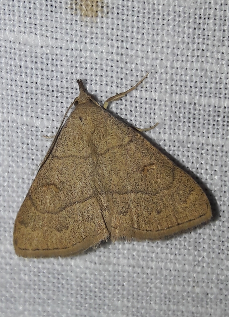 Paracolax tristalis - sárgás karcsúbagoly