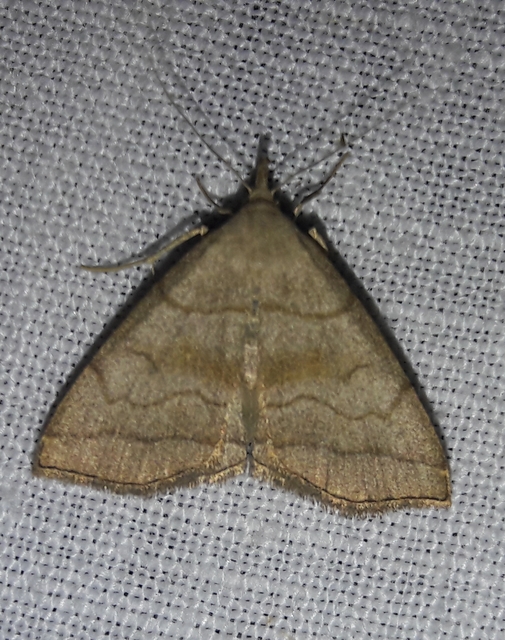 Herminia tarsicrinalis - szőröslábú karcsúbagoly