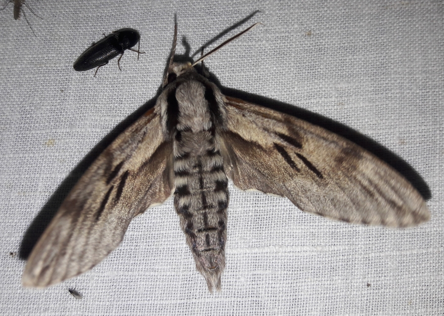Hyloicus pinastri - fenyőszender