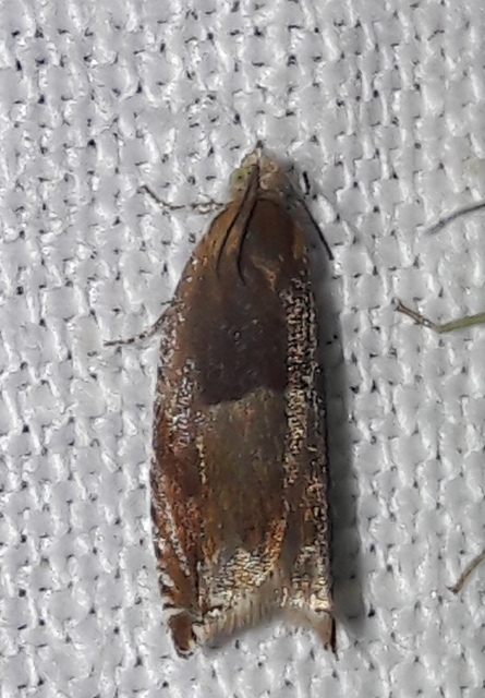 Ancylis mitterbacheriana - tölgysodró horgasmoly