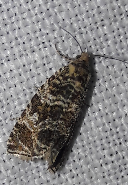 Celypha rivulana - dudvasodró tükrösmoly