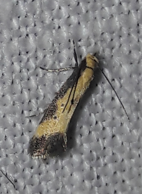 Brachmia dimidiella - citromkocsord-lápimoly