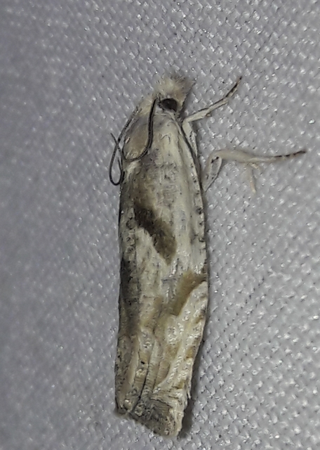 Eucosma metzneriana - ürömgyökér-tükrösmoly