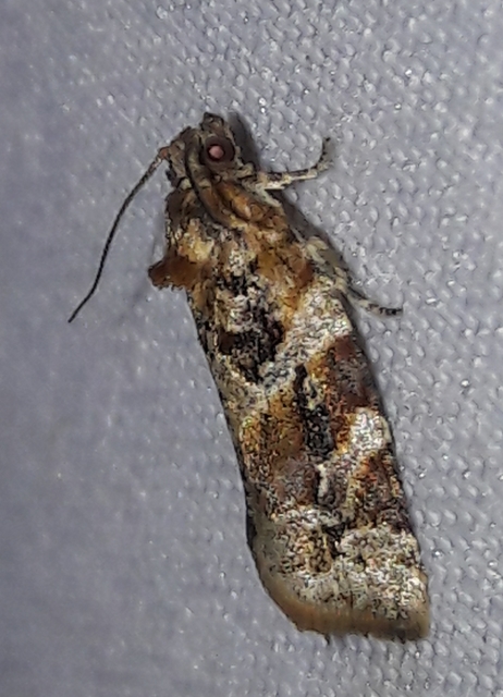 Argyrotaenia ljungiana - ékes sodrómoly