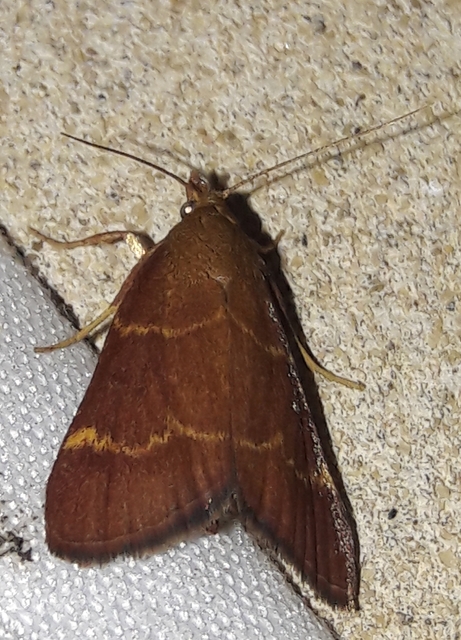 Hypsopygia glaucinalis - rezes fényilonca