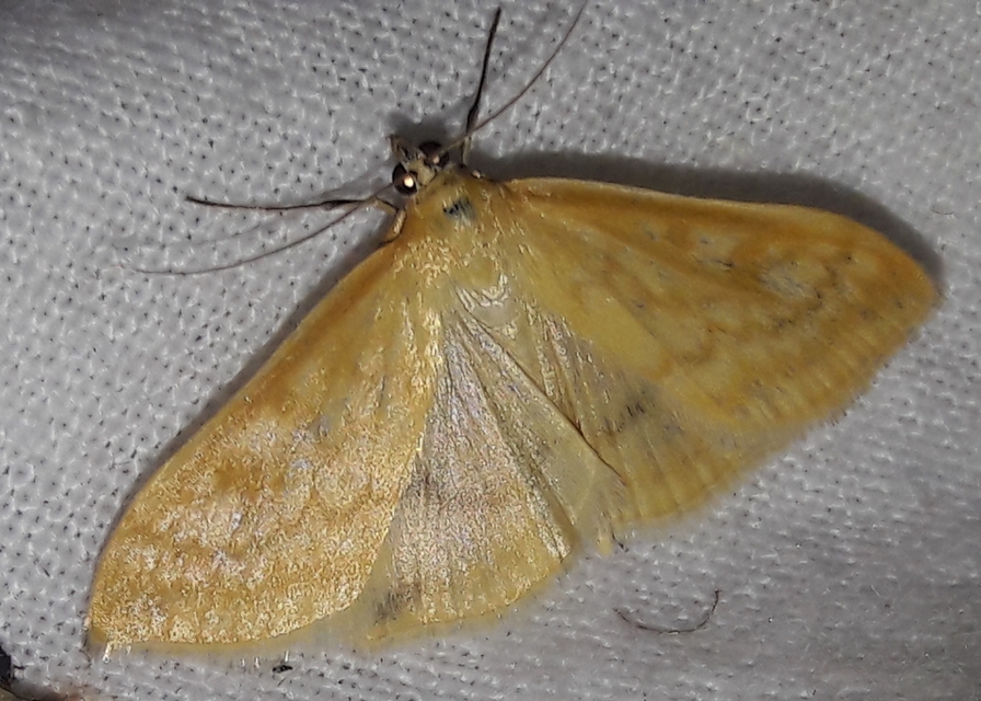 Sitochroa verticalis - világossárga dudvamoly