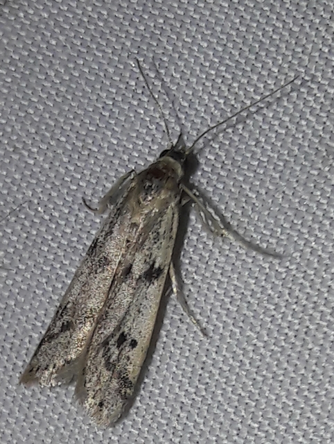 Phycitodes binaevella - bogáncslakó karcsúmoly