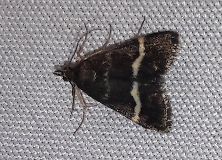 Pyrausta cingulata/rectefascialis