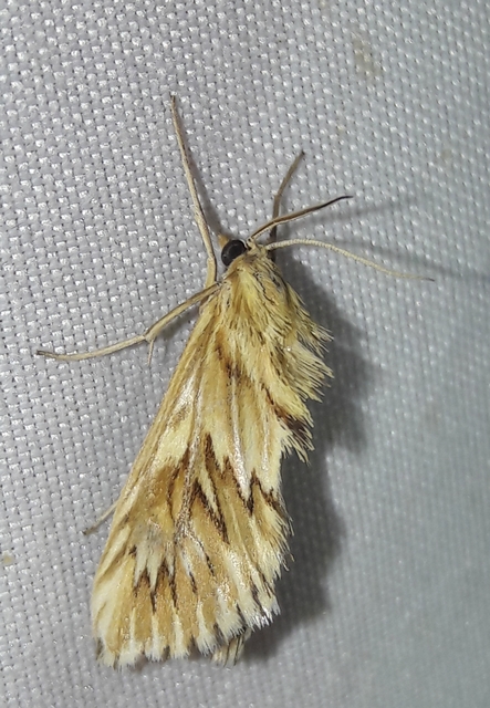 Cynaeda dentalis - gyakori ciframoly