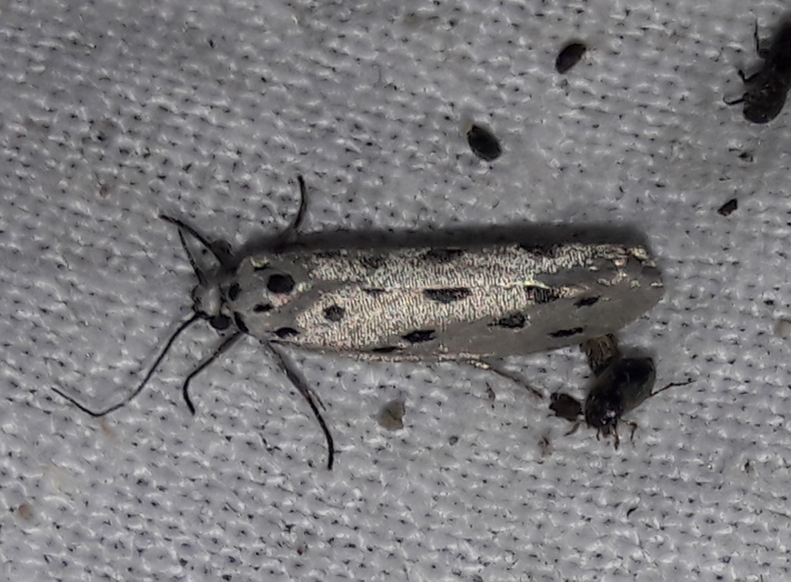 Ethmia dodecea - tízpettyes feketemoly