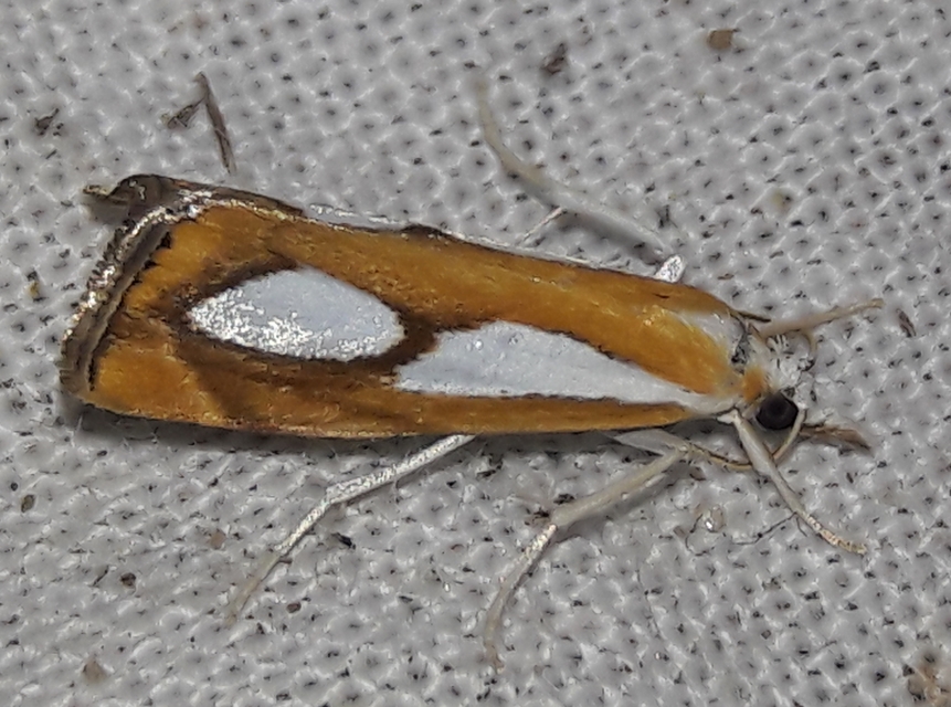 Catoptria pinella - ezüstös fűgyökérmoly