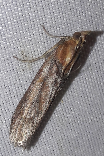 Selagia spadicella - kékfényű karcsúmoly