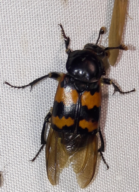 Nicrophorus interruptus - sárgaszőrű temetőbogár