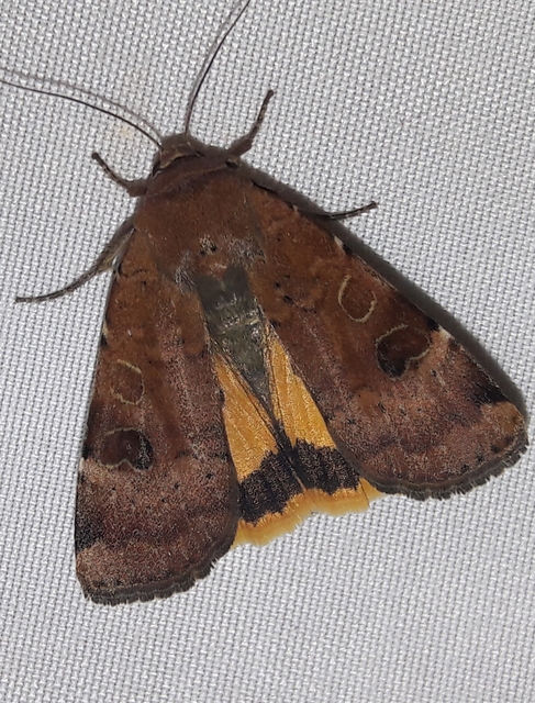 Noctua interposita - köztes sárgafűbagoly