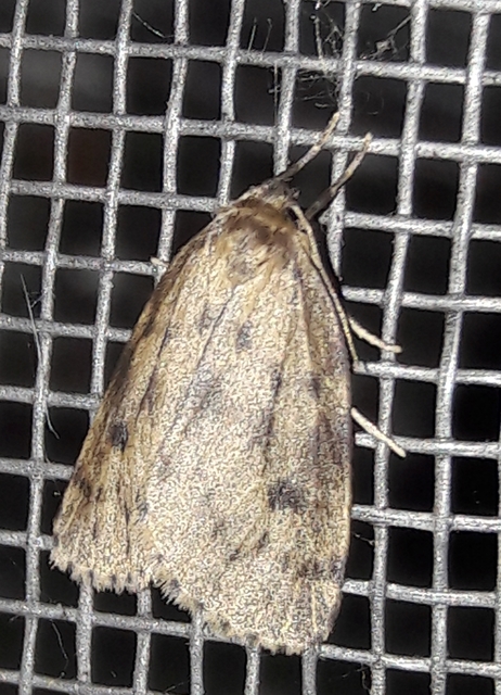 Thumata senex - mocsári medvelepke