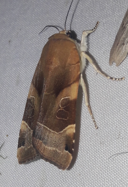 Noctua fimbriata - szélessávú sárgafűbagoly