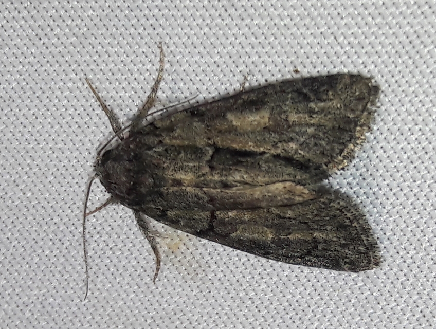 Cryphia fraudatricula - homoki zuzmóbagoly