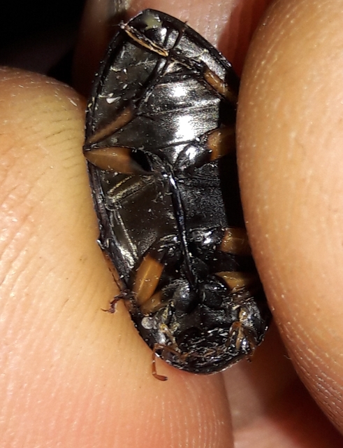 Hydrochara flavipes - sárgalábú csibor