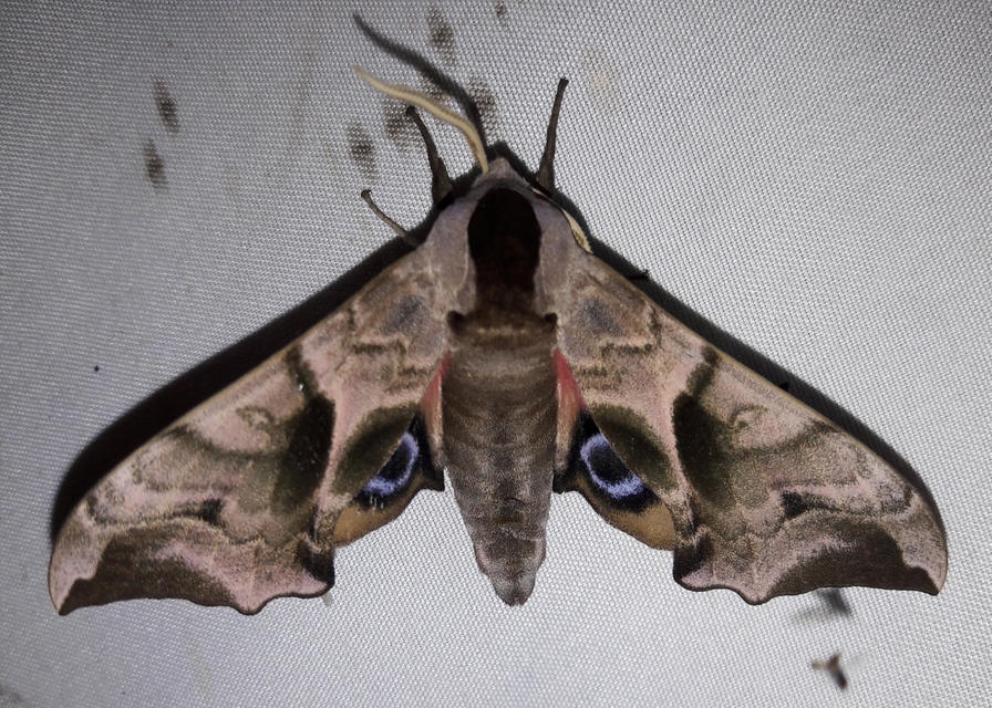 Smerinthus ocellatus - esti pávaszem