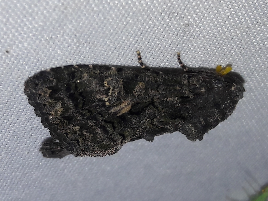 Anophia leucomelas - déli folyófűbagoly