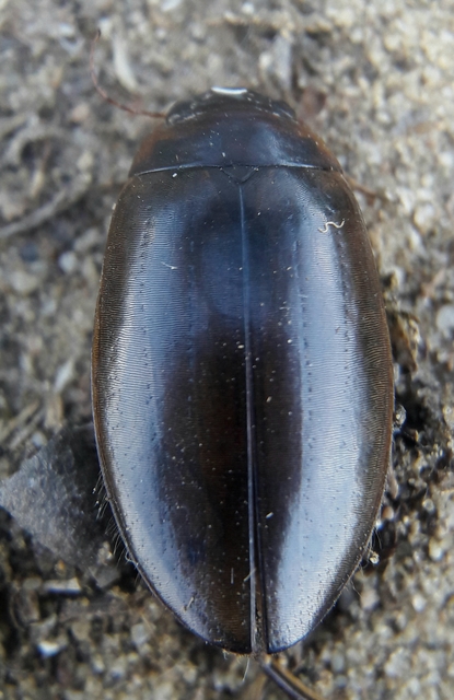 Colymbetes fuscus - gyakori recéscsíkbogár