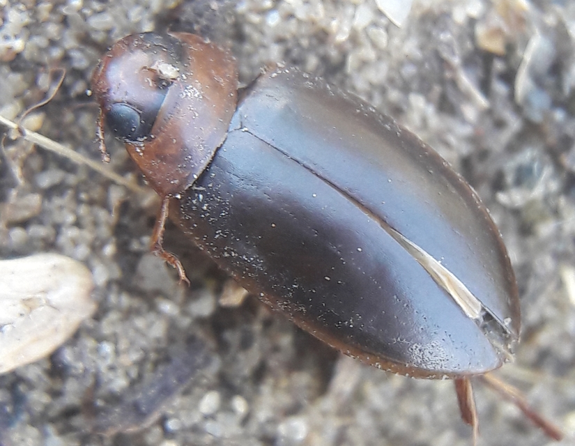 Liopterus haemorrhoidalis - rozsdás csíkbogár