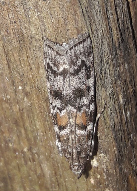 Dioryctria
