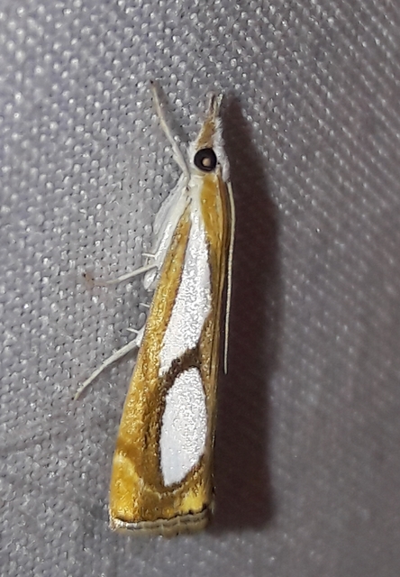 Catoptria pinella - ezüstös fűgyökérmoly