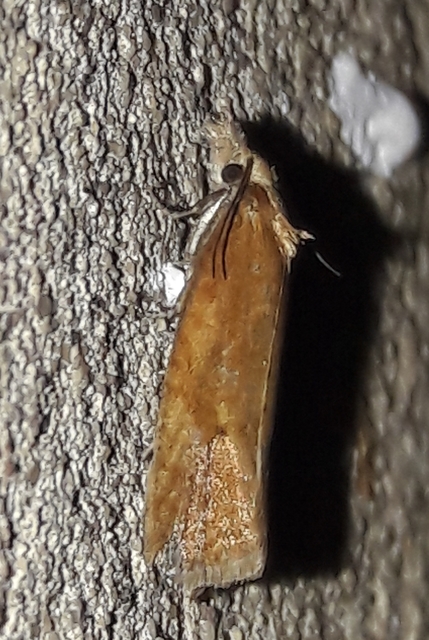 Phtheochroa inopiana - turjáni sárgamoly