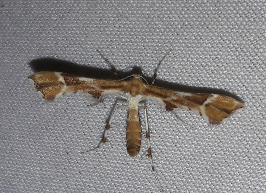 Cnaemidophorus rhododactyla - rózsabogyó-tollasmoly