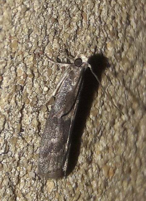 Glyptoteles leucacrinella - turjáni karcsúmoly