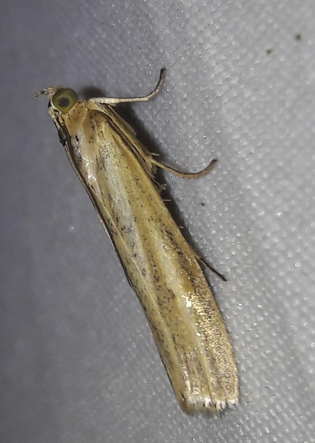 Selagia argyrella - ezüstös karcsúmoly