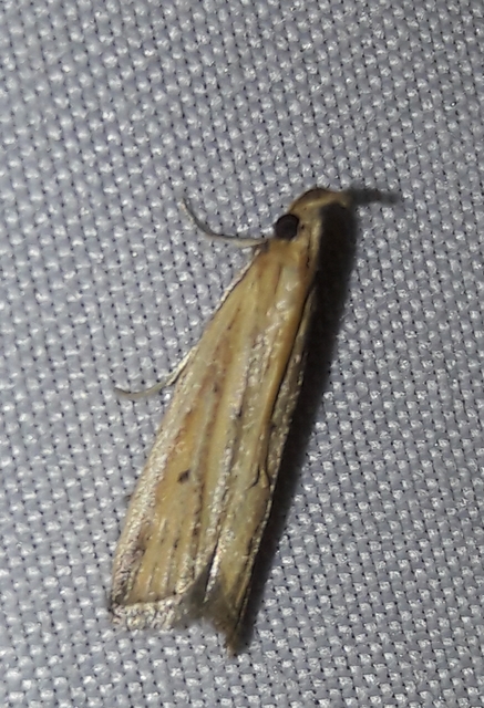 Hypsotropa unipunctella - sztyeppréti karcsúmoly