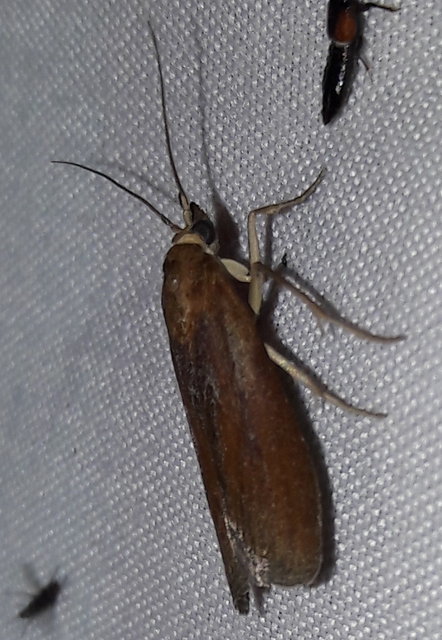 Achroia grisella - kis viaszmoly