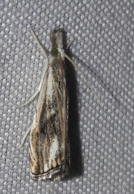 Catoptria verellus - kormos fűgyökérmoly