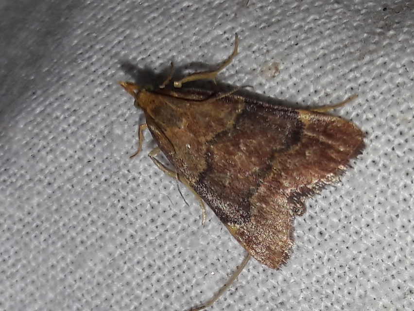 Hypsopygia rubidalis - vörös fényilonca