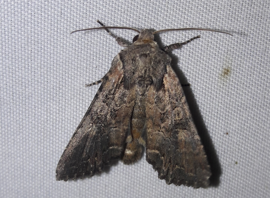 Lacanobia amurensis - homoki kertibagoly
