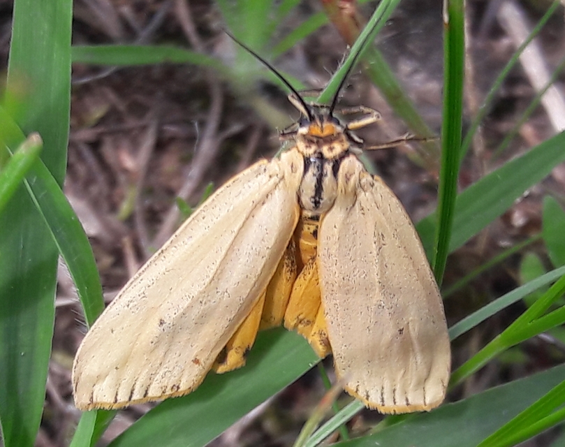 Spiris striata - csíkos molyszövő