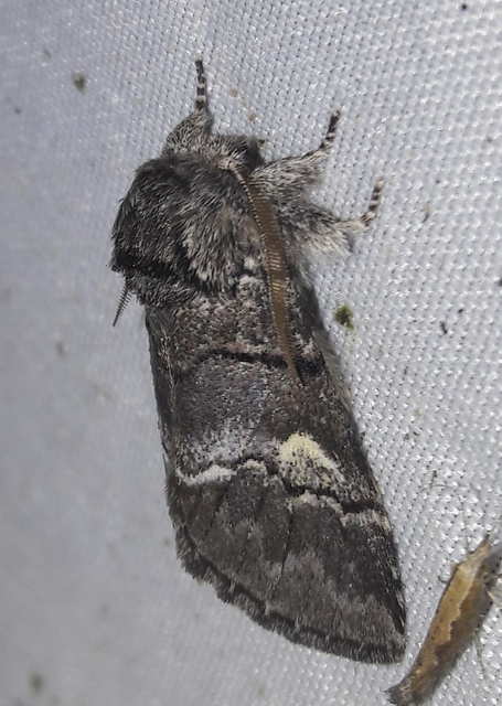 Drymonia querna - tölgyfa-púposszövő