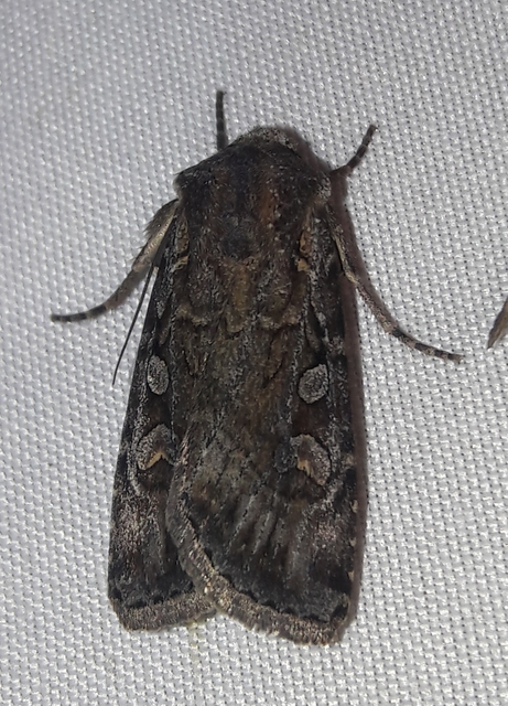 Euxoa
