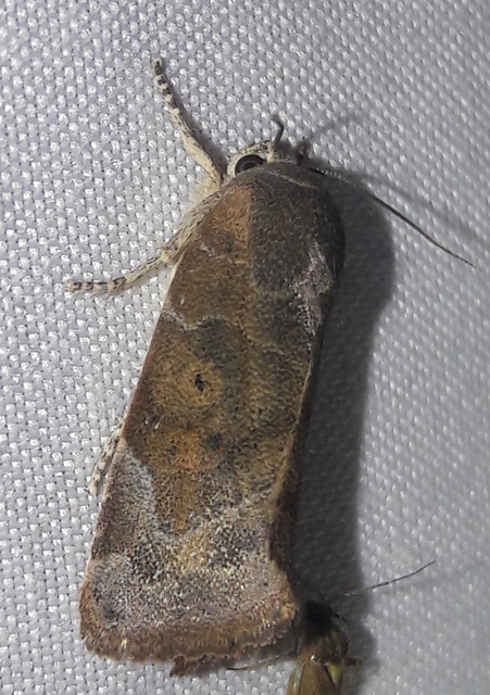 Cosmia affinis - barna lombbagoly