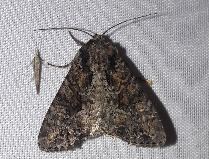 Mesapamea secalella/secalis