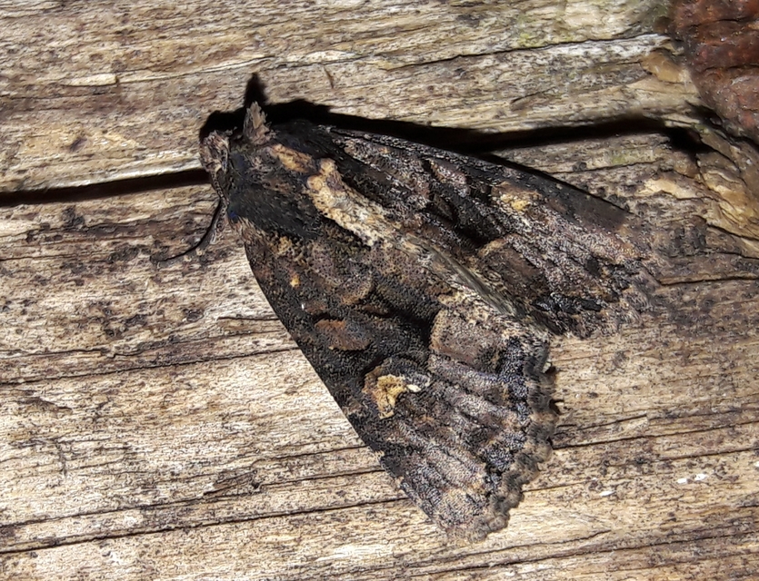 Mesapamea secalella/secalis