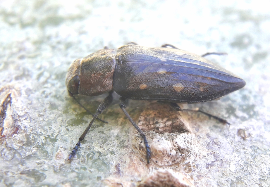 Trachypteris picta decostigma - foltos fürgedíszbogár