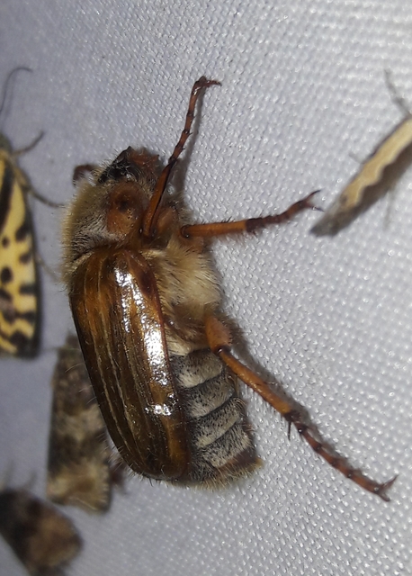 Amphimallon solstitiale - bordás sárgacserebogár