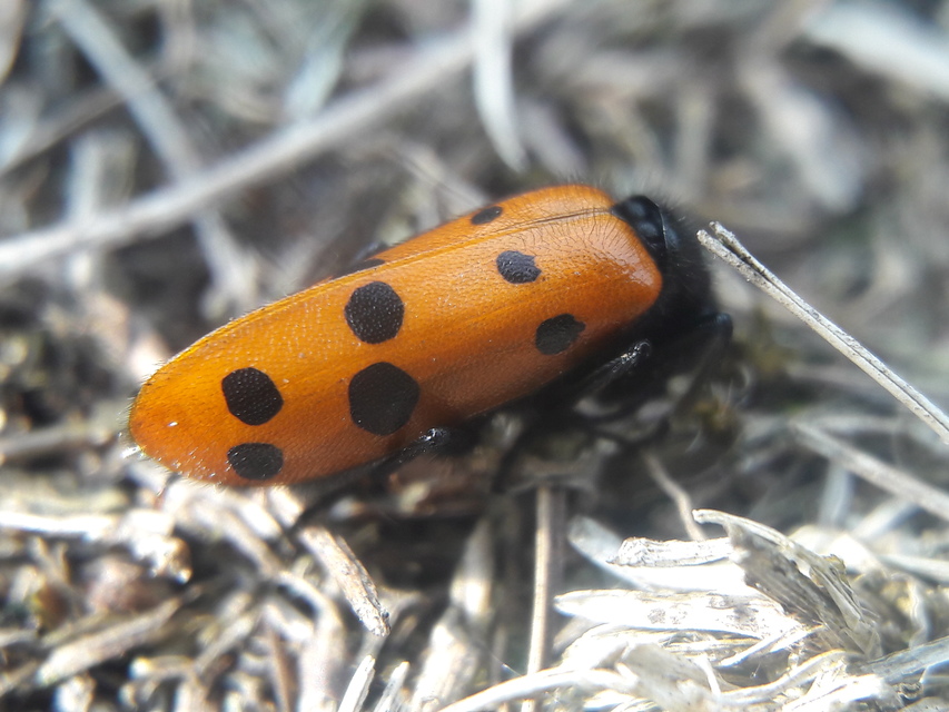 Mylabris crocata - pettyes hólyaghúzó Mylabris crocata - pettyes hólyaghúzó