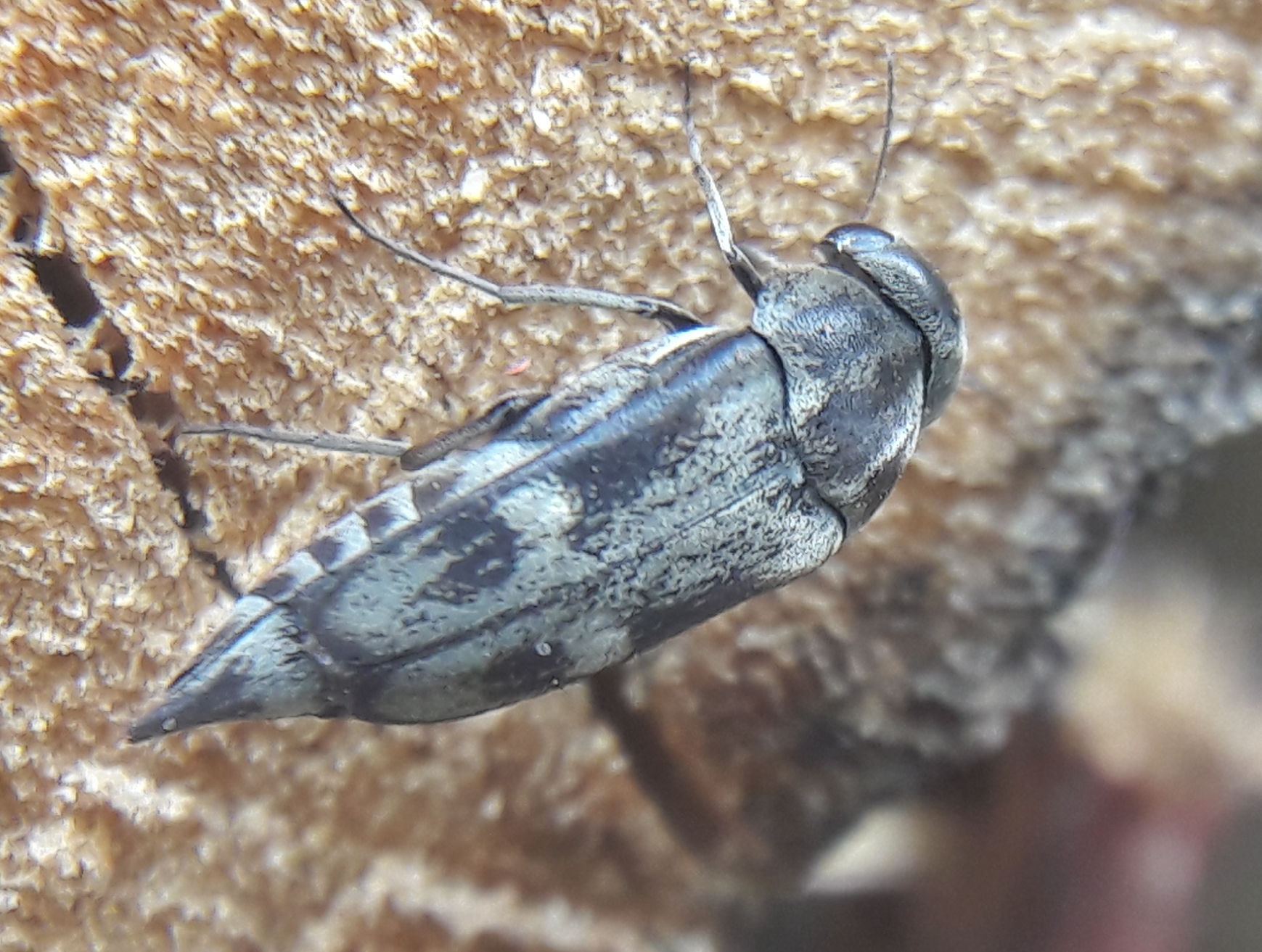Tomoxia bucephala - kúptestű maróka
